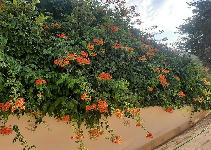 Bed and Breakfast The Orange Groove Bari